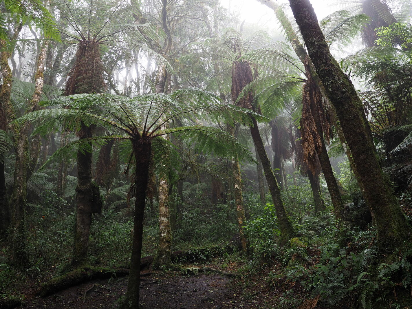 Cloudforest Samaipata